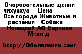 Очаровательные щенки чихуахуа  › Цена ­ 25 000 - Все города Животные и растения » Собаки   . Ненецкий АО,Верхняя Мгла д.